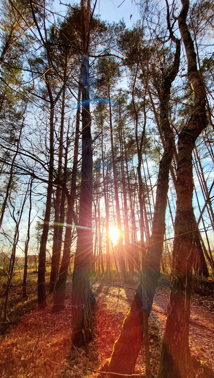 Foto: Martin Zehrer - Sonnige Frühlings-Gefühle im Wald... 