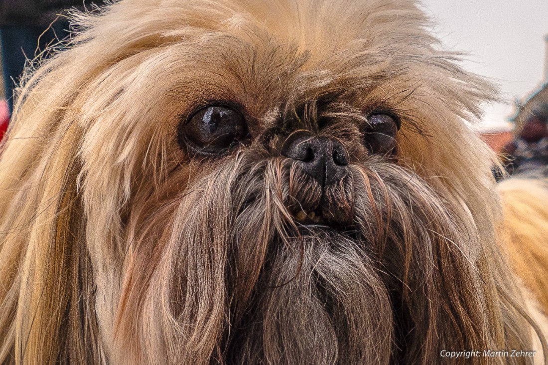 Foto: Martin Zehrer - Hund in Bayreuth ;-) 