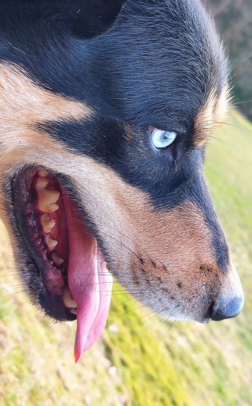 Vito - ein Auge wie ein Diamant. 

Rasse: Vermutlich Australian Kelpie
Name: VITO
Alter: Ca. 2-3 Jahre
Fundort: Nähe der Sternwarte Tirschenreuth

Magische Augen! Treues Herz. Unbändiger Entdeckergeist.

Dürfen wir vorstellen? VITO - ein ganz besonderer Hund, der im Tierheim auf Menschen wartet, die genauso besonders sind wie er. Vito ist lebhaft, überaus intelligent und absolut treu.
Dennoch sollten sie ihn konsequent und erfahren durchs gemeinsame Leben führen. Wenn er mal eine enge Bindung aufgebaut hat, dann begleitet er seine Menschen mit wachem Verstand und großer Hingabe.

Sein Markenzeichen: zwei magische, verschiedenfarbige Augen - die nicht nur auffallen, sondern auch einen Blick in seine lebhafte, kluge und auch liebevolle Seele erlauben.

Das macht VITO aus:
Wasserliebhaber durch und durch - Vito liebt es, in Bächen und Pfützen zu plantschen.
Er liebt es auch, im Wald Löcher zu graben...

Spielkind mit Charme - Beim Stöckchenwerfen blüht er richtig auf und bringt voller Stolz seine Trophäen zurück.

Gehorsam und blitzgescheit - beherrscht bereits Kommandos wie Bei-Fuß, Sitz, Platz, Zu mir, Pfote - und das besondere Kommando "Zeige Baum", bei dem er sich mit V o r d e r pfoten senkrecht an einen Baum stellt.

Seine Energie erf o r d e r t liebevolle Konsequenz, im Hundesport könnte er Ausdauer und Spaß am Lernen unter Beweis stellen.
Er liebt lange Spaziergänge und gemeinsame Abenteuer.

Lustiger Charakter - Vito bringt mit seiner fröhlichen Art Leichtigkeit in jeden Tag.

Wer passt zu VITO?
VITO sucht aktive, liebevolle Menschen mit Hundeerfahrung oder der Bereitschaft, gemeinsam mit ihm zu lernen. Er liebt Bewegung, Beschäftigung und klare Strukturen - ein Leben an der Seite naturverbundener Menschen entspräche genau seinem Traum.

Wenn Sie glauben, dass Sie und VITO ein perfektes Team sein könnten, dann melden Sie sich beim Tierheim Tirschenreuth.

Gerne können sie Vito kennenlernen und mit ihm eine "Wanderung" durch unsere wunderschöne Landschaft unternehmen.

Kontaktieren Sie das Tierheim Tirschenreuth für ein erstes Kennenlernen.

VITO wartet. Auf Sie. Auf ein neues Kapitel voller Liebe und Abenteuer.

Kontakt:

Tierheim Tirschenreuth
Kreistierschutzverein Tirschenreuth e. V.
Mooslohe 2
95643 Tirschenreuth
Tel.: 0 96 31 / 23 55
E-Mail: info@tierheim-tirschenreuth.de