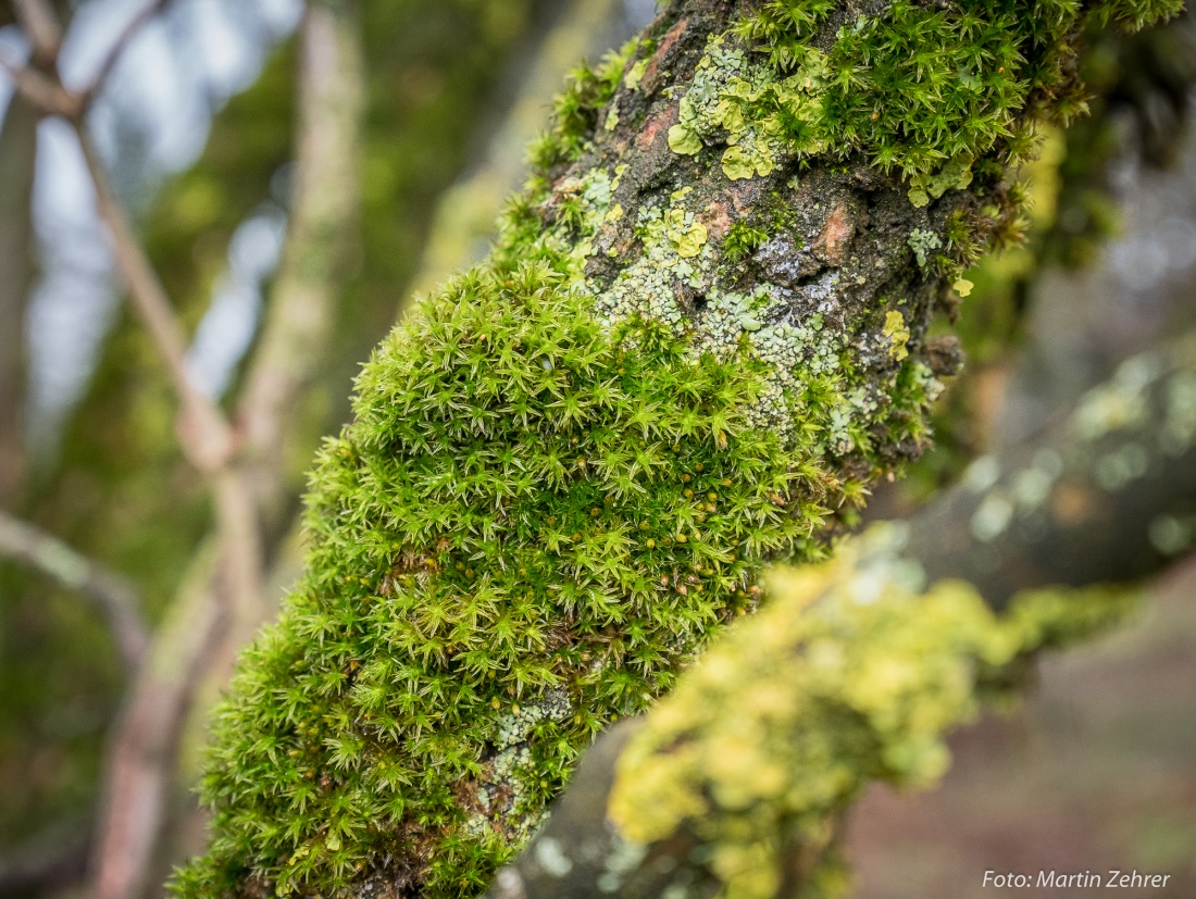 Foto: Martin Zehrer - Ein mit Moos bewachsener, alter Baum. Gesehen beim Wandern rund um den Armesberg, am 06. Januar 2018. 