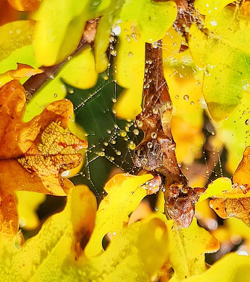 Foto: Jennifer Müller - Ein Spinnennetz im herbstlichen Blattwerk.  