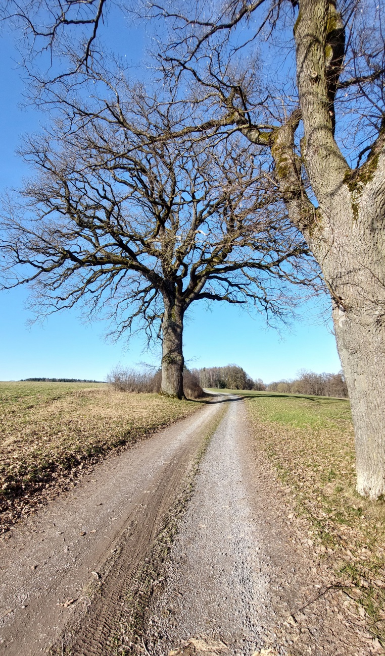 Riesige Bäume an einem Feldweg nach Kaibitz. 