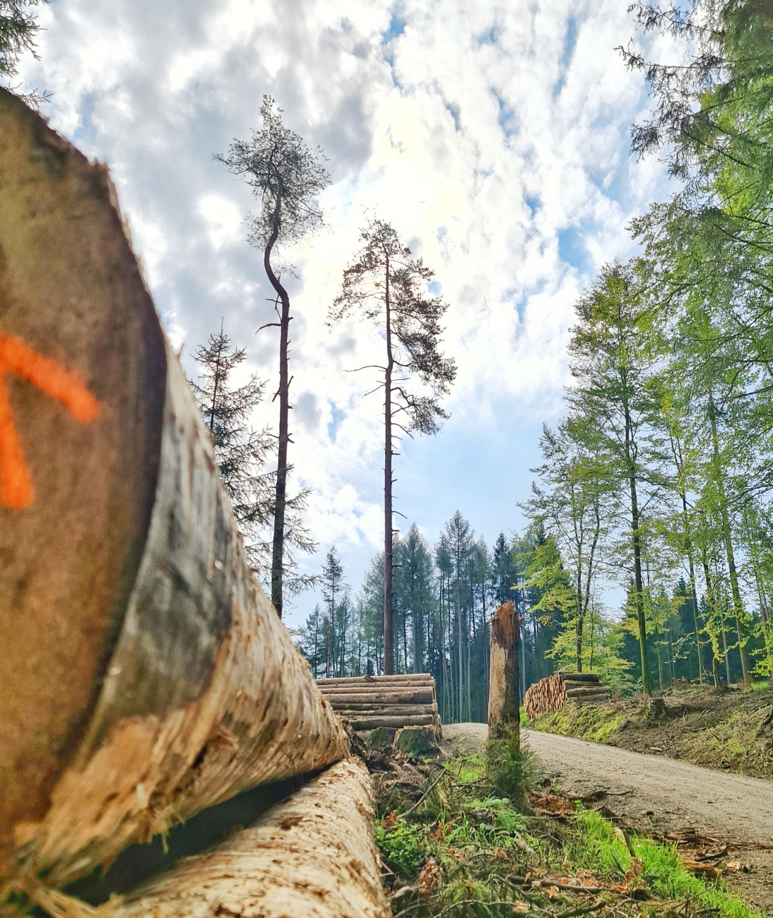 Foto: Jennifer Müller - Wanderung vom Marktredwitzer Haus durch den Steinwald zur Burgruine Weißenstein. 