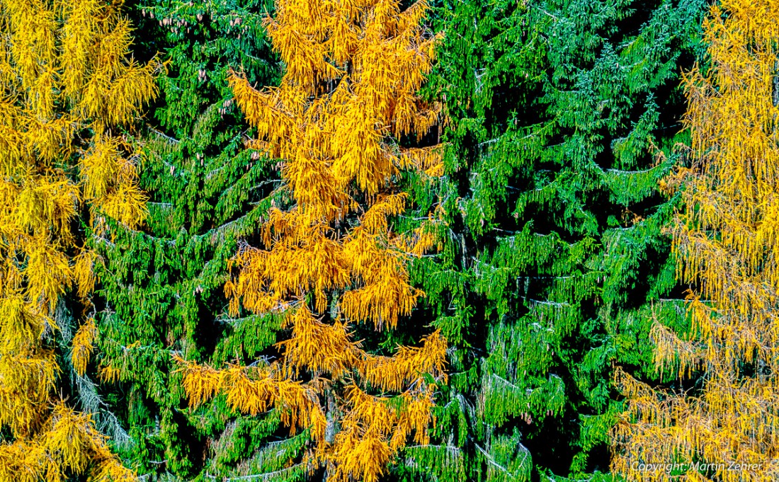 Foto: Martin Zehrer - Was für ein prächtiges Farbenspiel. Wie fünf Pinsel-Striche in der Landschaft geben diese Nadelbäume die Farben wieder. <br />
Der Goldene Herbst am 8. November 2015 zwischen  