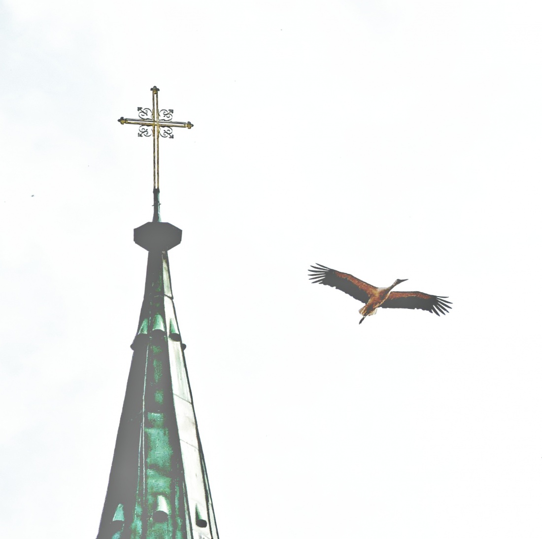 Foto: Jennifer Müller - Der Storch umkreist die katholische Kirche in Kemnath.  