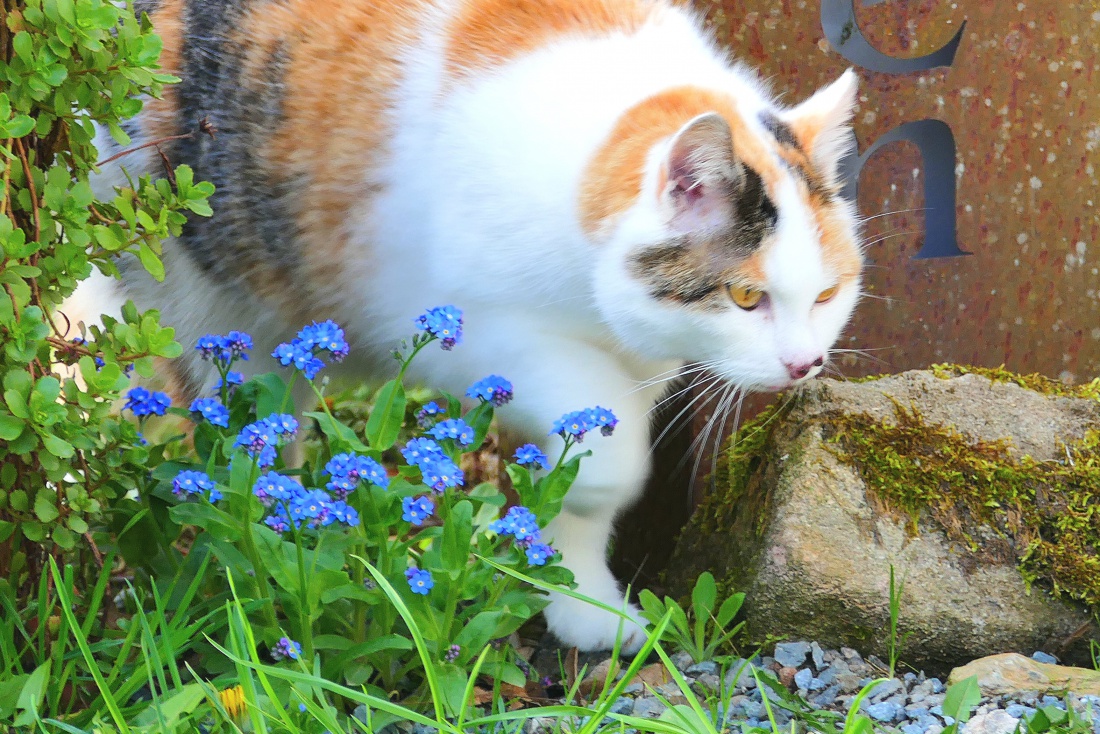 Foto: Martin Zehrer - Die Katze der Tauritzmühle... 