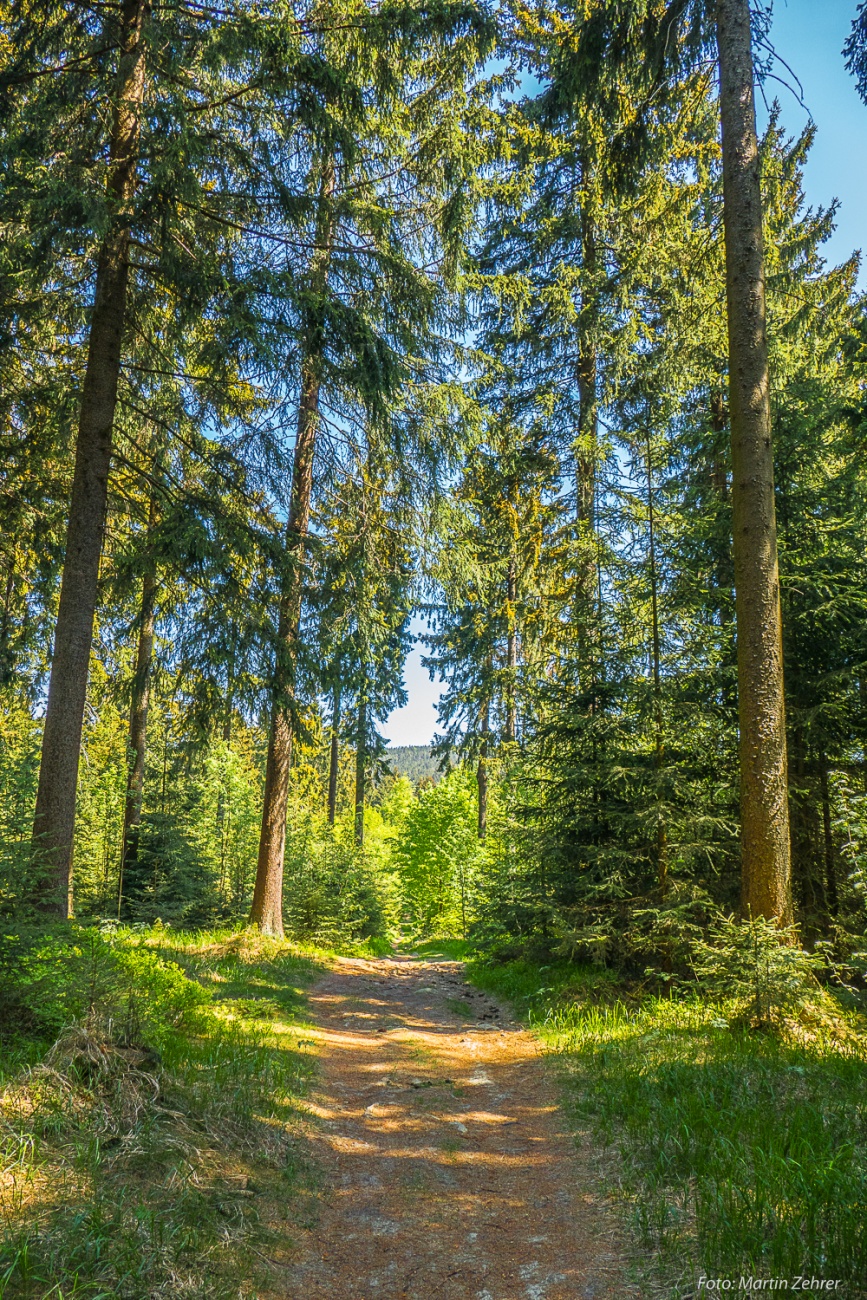 Foto: Martin Zehrer - Fantastisch... Die Frühlings-Wanderung zum Oberpfalzturm im Steinwald. Solche Wanderwege durchkreuzen den ganzen Steinwald... Glück!!!<br />
<br />
Ziel ist eine Wanderung zum Ober 