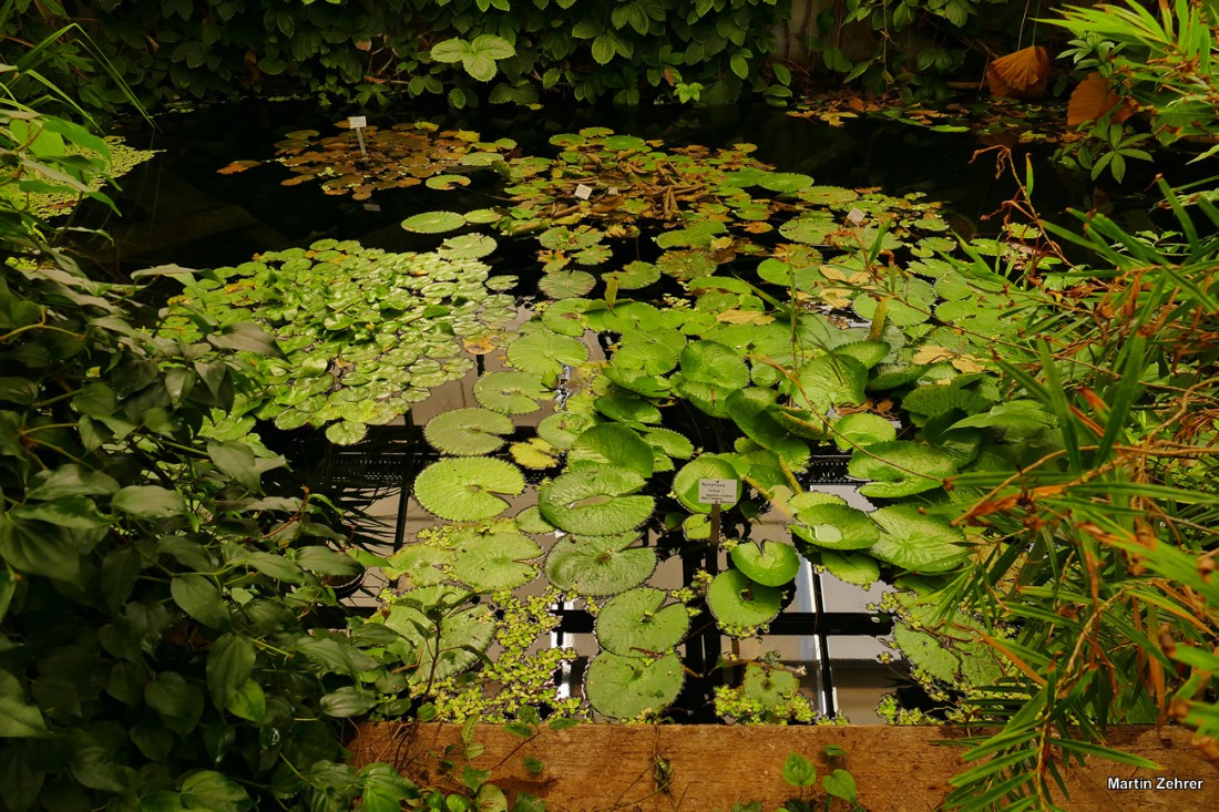 Foto: Martin Zehrer - Ökologisch-Botanischen Garten in Bayreuth. Ausspannen in der Frühlingssonne. Die Blätter rauschen im Wind, Vögel zwitschern um die Wette, das Wasser plätschert im kleinen 