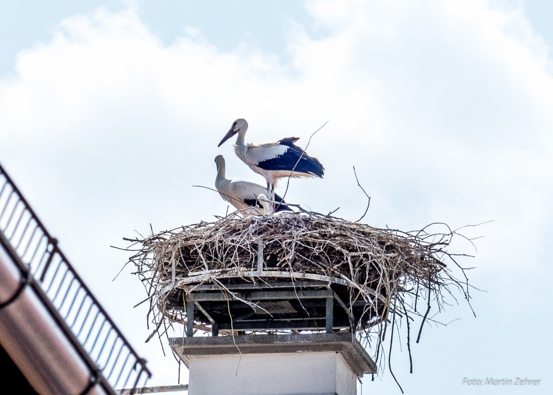 Foto: Martin Zehrer - Einfach abwarten. Die Störche auf dem Kemnather Gerichtsgebäude trotzen der Hitze. Ca. 35 Grad im Schatten am 5 Juli 2015 