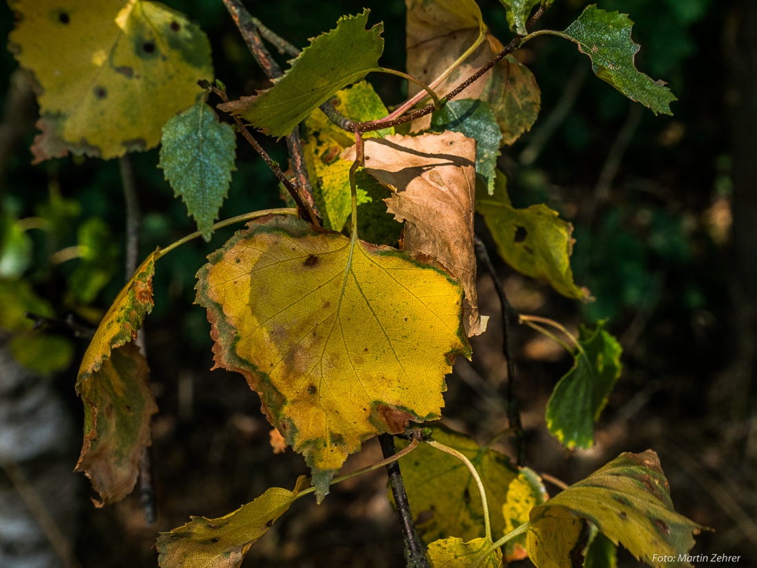 Foto: Martin Zehrer - Das Blatt eines Birken-Baums am 2. August 2018. Eigentlich erwartet man eine solche Blätter-Farbe erst in den Herbstmonaten. Der Sommer in 2018 war sehr heiss und sehr tr 