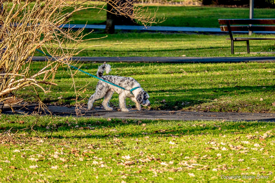 Foto: Martin Zehrer - Schnüffel - Ein Hund mit seinem Frauchen an der Leine im Rawezer Park... 