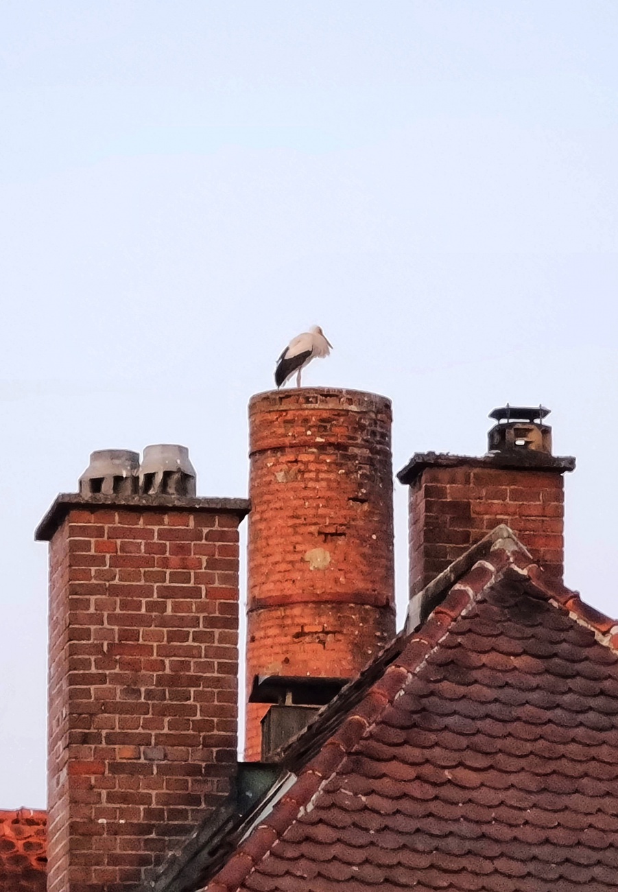 Foto: Jennifer Müller - Meister Adebar auf dem Schornstein der Klosterbrauerei in Kemnath 