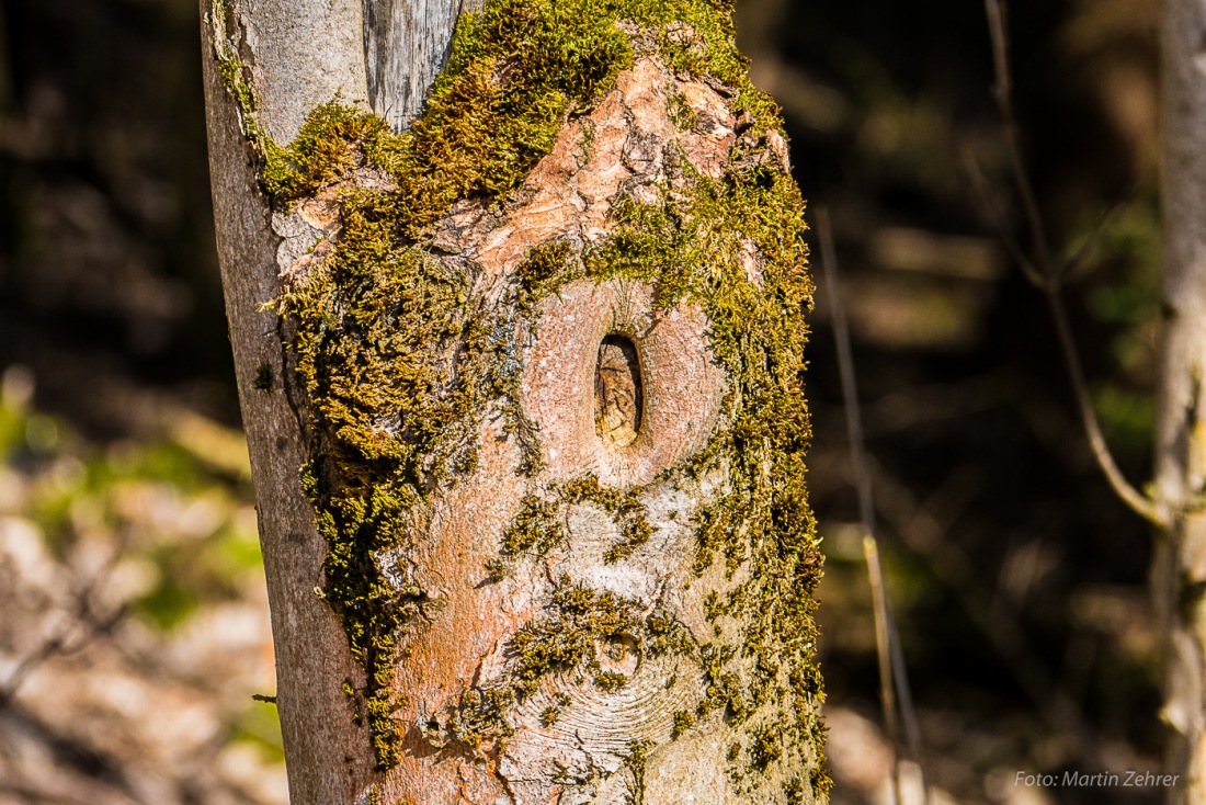 Foto: Martin Zehrer - Ein Astloch in einer Birke, gesehen im Wald zwischen Godas und Waldeck am 4. März 2017 