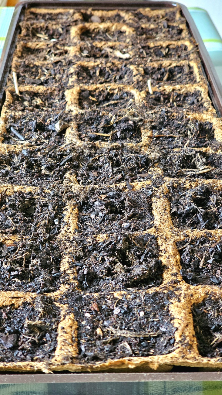 Es ist heute, 19. März 2026, Aussaat der Tomaten-Samen.
