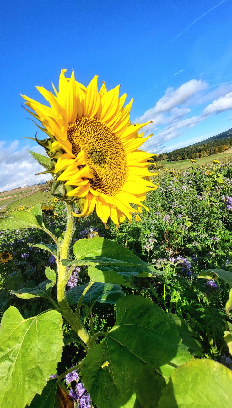 Foto: Martin Zehrer - Der Sonne entgegen  :-)<br />
<br />
Godas, 21. Oktober 2025<br />
<br />
Temperatur 15 Grad<br />
Leichter Wind <br />
Wechselhaftes Wetter <br />
 