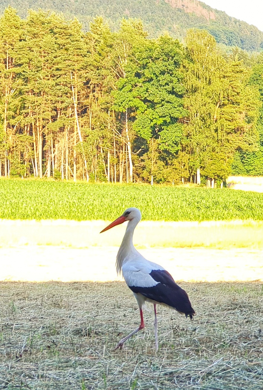 Foto: Jennifer Müller - Ein stolzer Storch ist in der Abendsonne auf Futtersuche. 