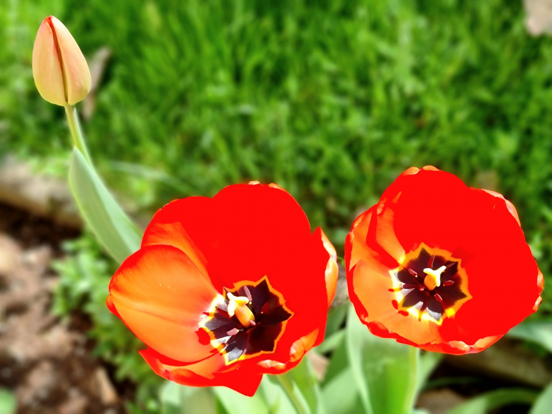 Foto: Jennifer Müller - Prächtige Tulpen... nicht aus Amsterdam, sondern aus der Rosenstraße in Neusorg ;-) 