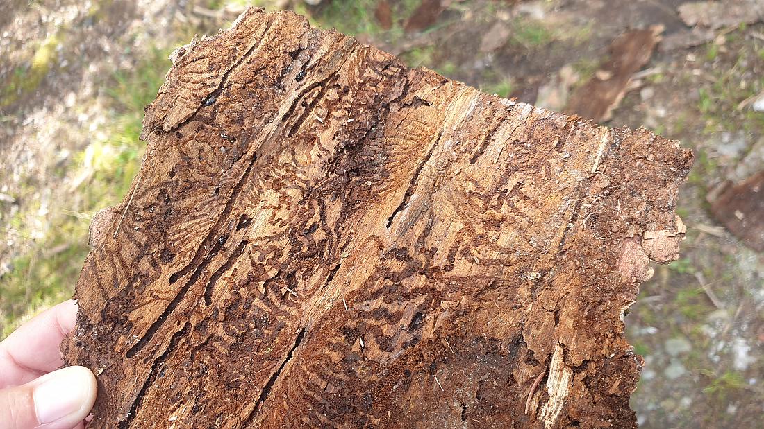 Foto: Martin Zehrer - Der Borken-Käfer ist unterwegs. <br />
Diese Baum-Rinde stammt von einem abgesägten Baum bei Godas...<br />
<br />
Scheinbar macht die Hitze und Wasserknappheit der letzten Jahre die Bä 