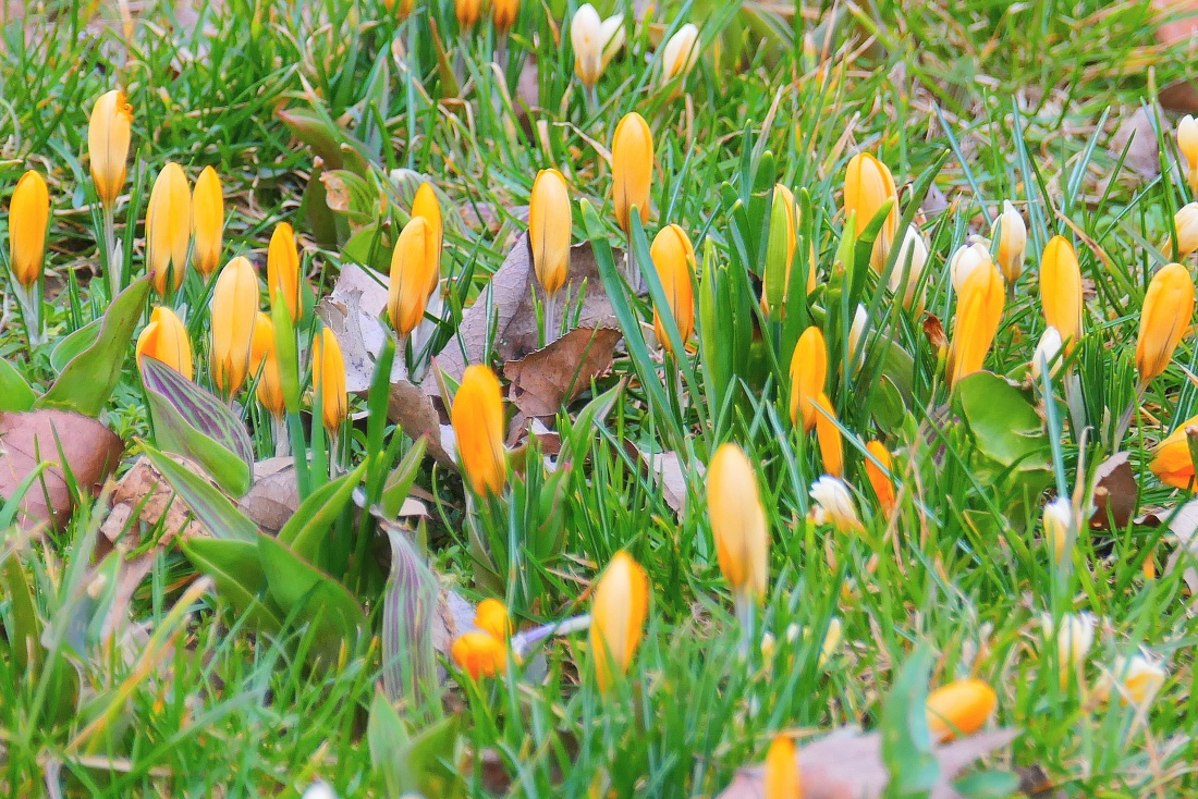 Foto: Martin Zehrer - Frühling am 1. März 2024 in Kemnath am Stadtweiher.  