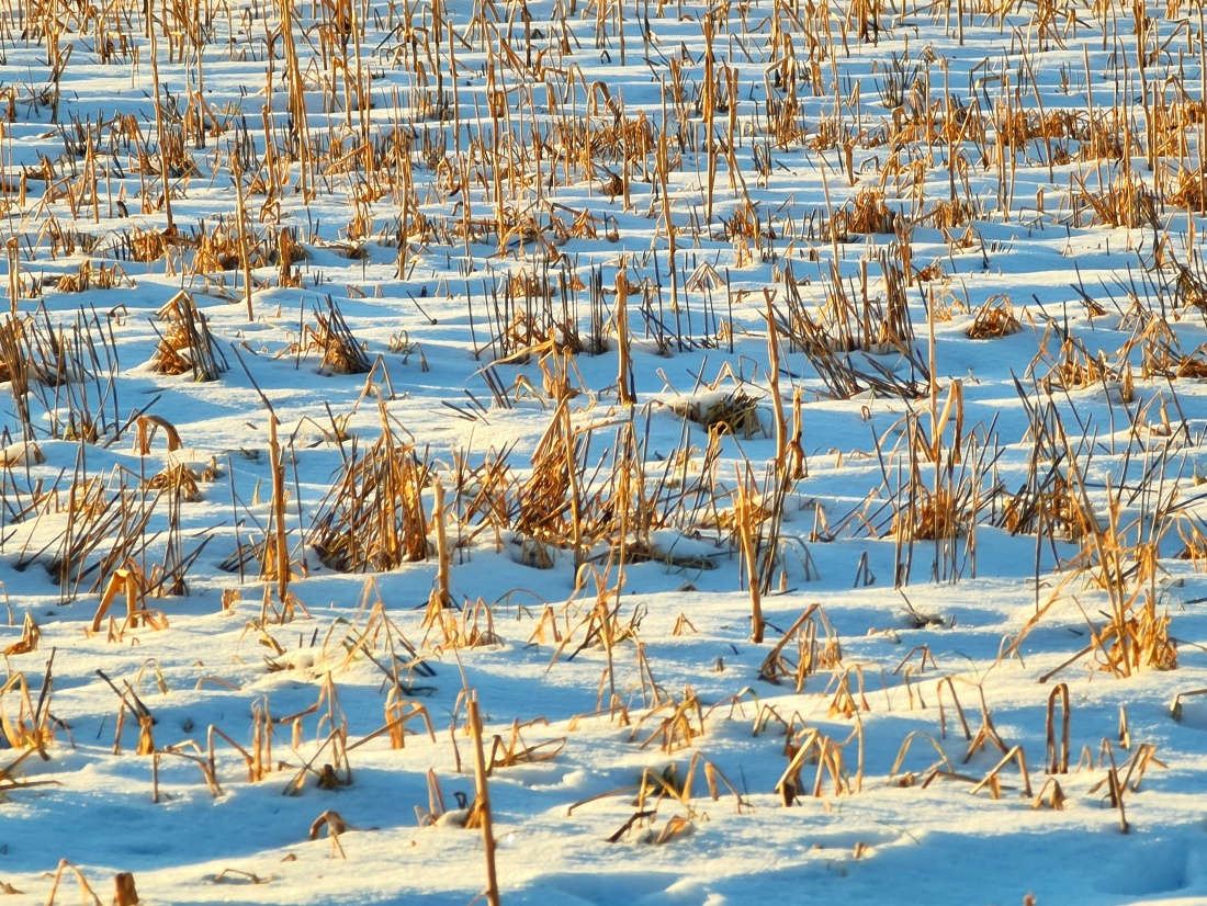 Foto: Jennifer Müller - Sonnig, eiskalt, wunderschön... Mehr kann man zum heutigen Tag nicht sagen. Ein verschneites Stoppelfeld von der Sonne angestrahlt. 