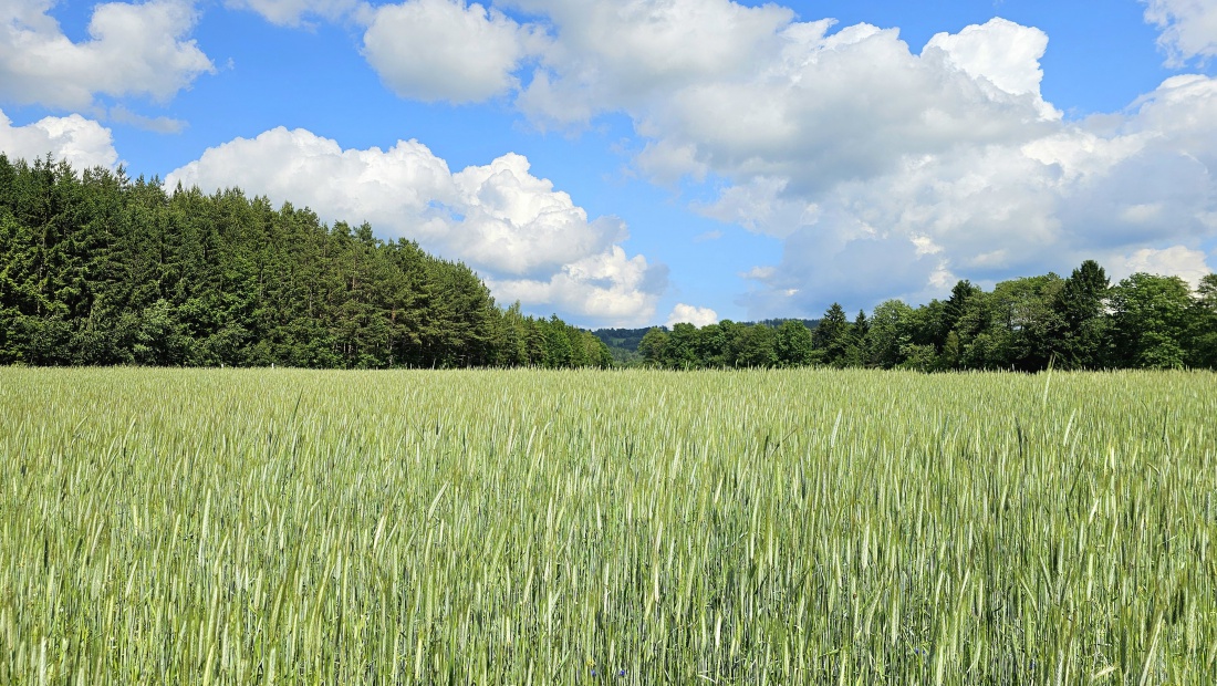 Getreidefeld zwischen Anzenstein und Eisersdorf.