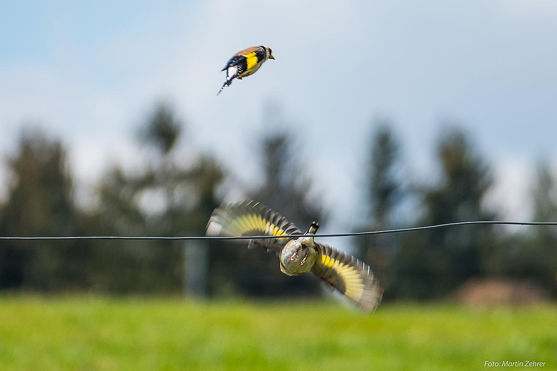 Foto: Martin Zehrer - Stieglitz - Zwei Vögel... Im Angriff... Paarungs-Luft-Tanz...??? 
