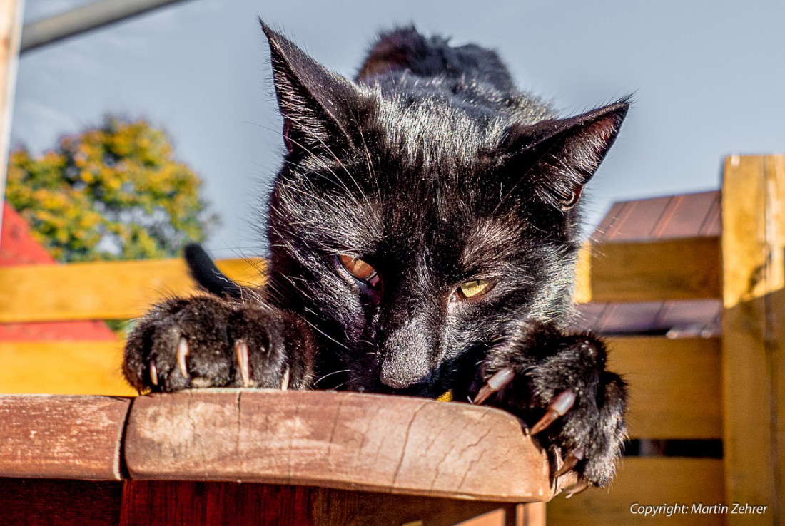 Foto: Martin Zehrer - Mauuuu... Kater Paulchen, von Köstlers Bauernhof, krault sich fest... 