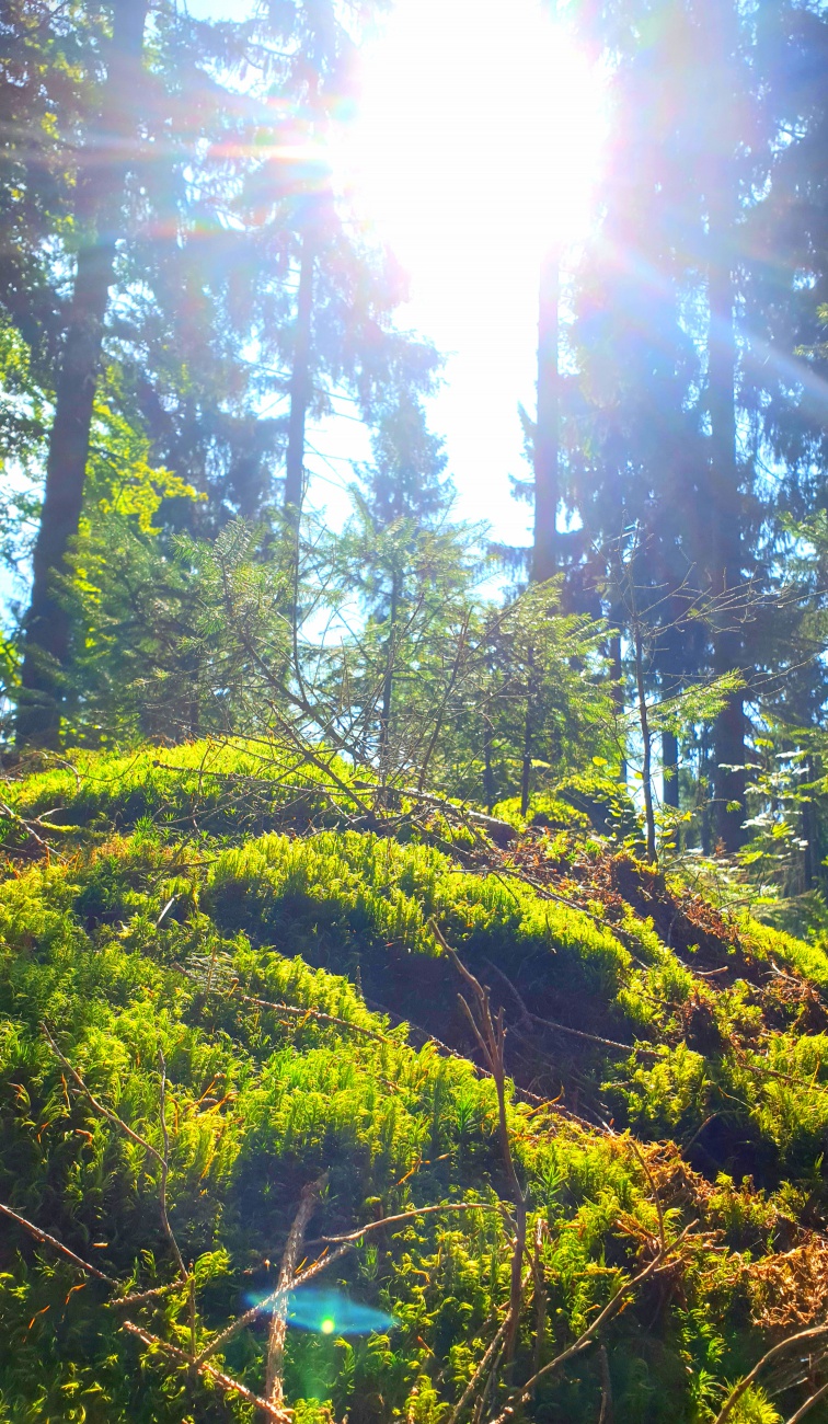 Foto: Martin Zehrer - Unterwegs im Zauberwald.  