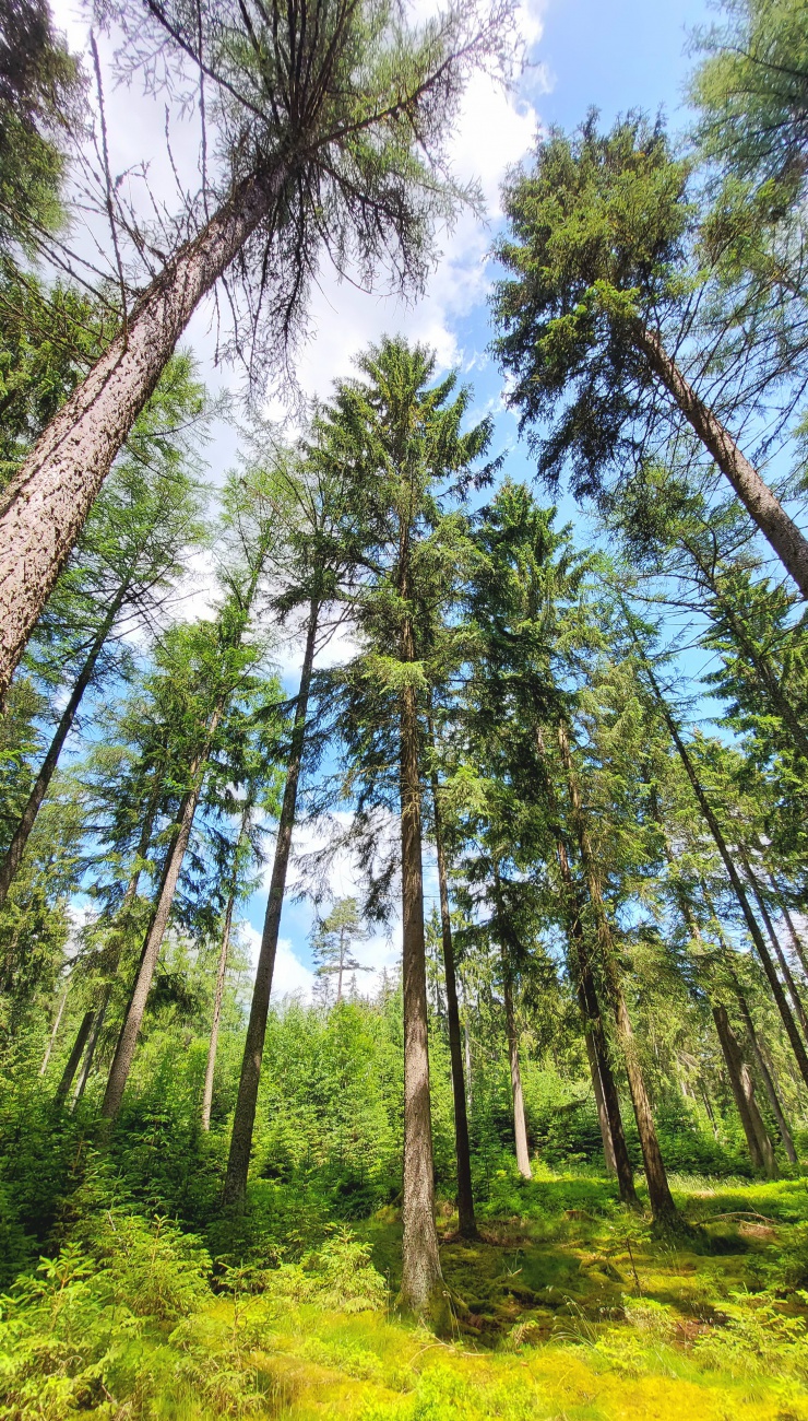 Foto: Martin Zehrer - Viele Bäume machen einen Wald... 