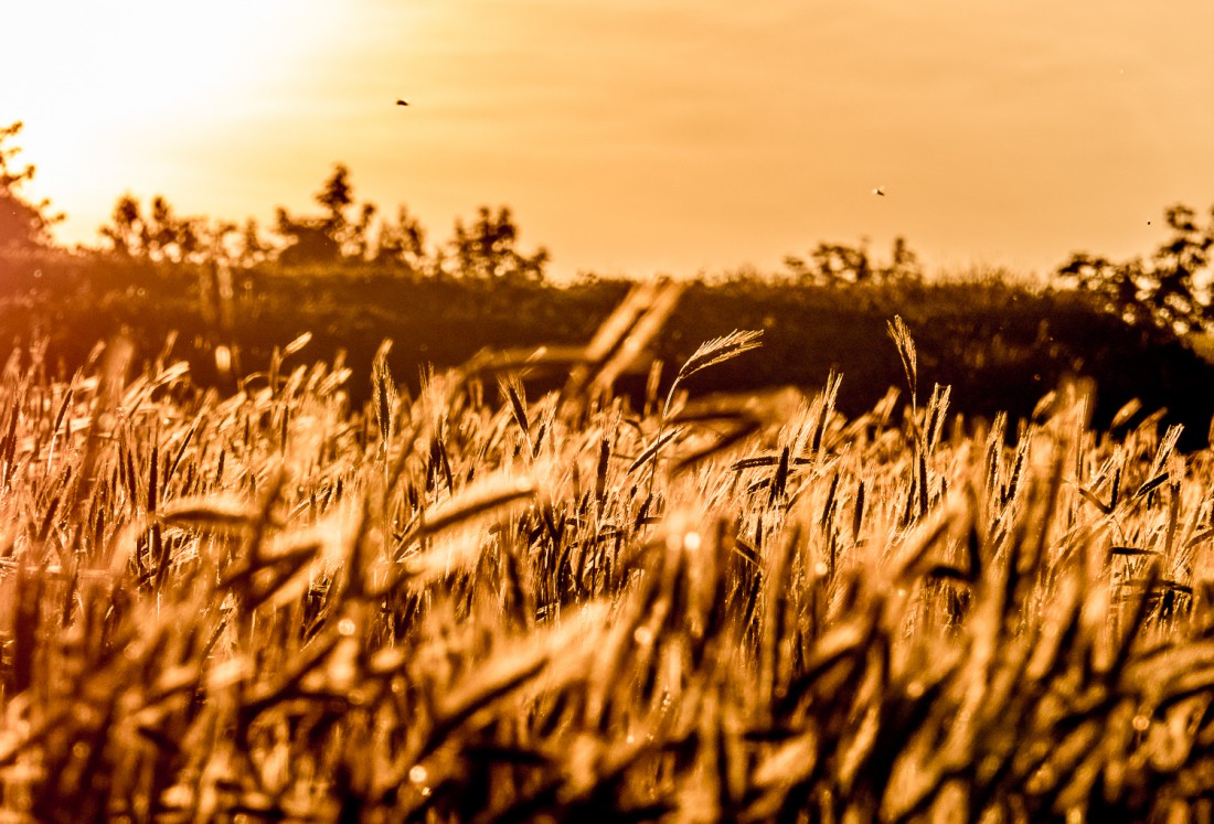 Foto: Martin Zehrer - Getreide in der Abendsonne 