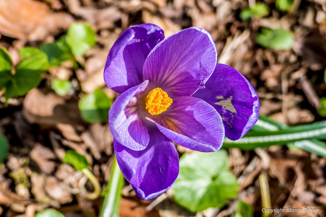 Foto: Martin Zehrer - Krokus auf dem Armesberg am Ostermontag :-) 