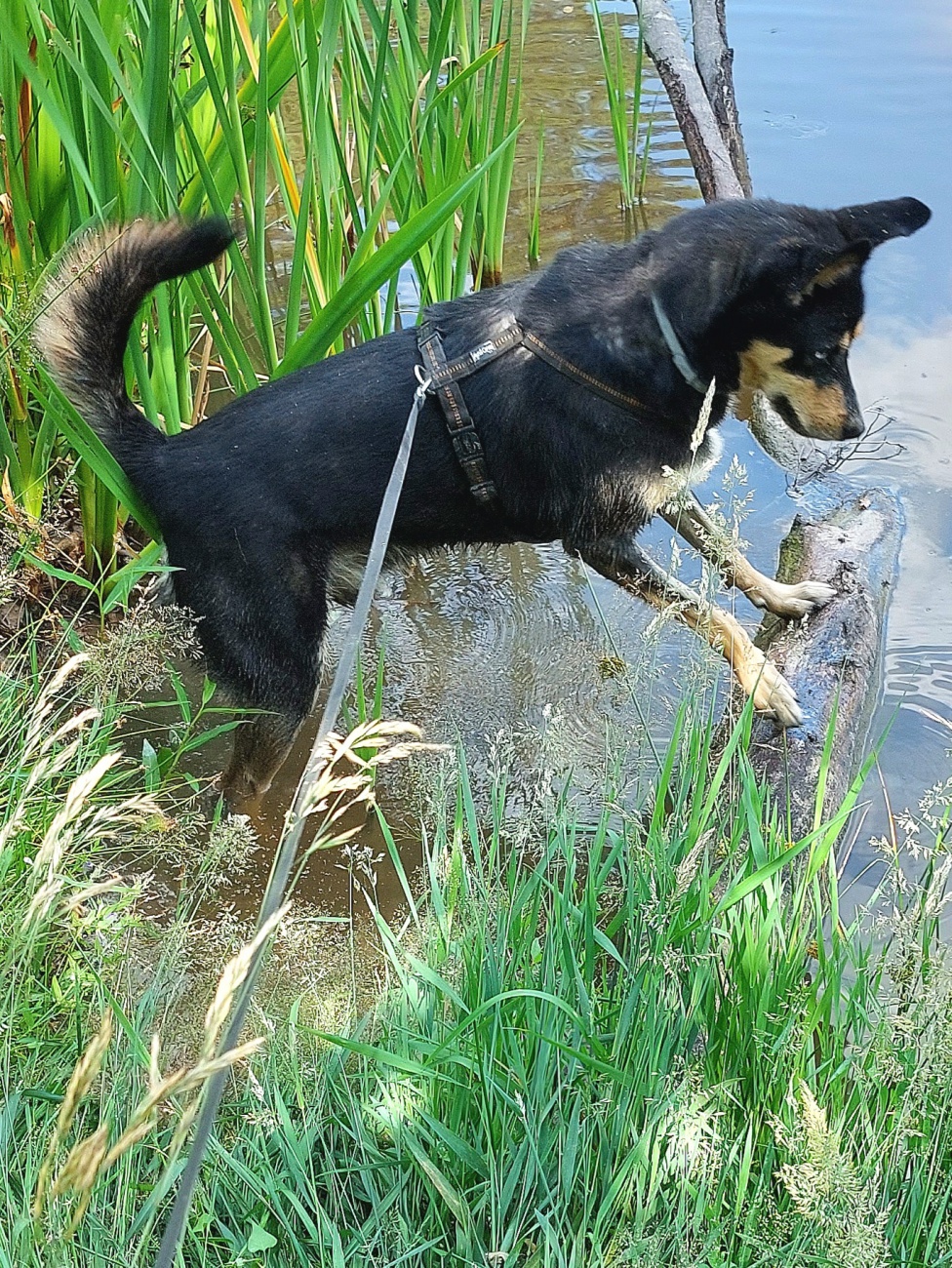 Foto: Martin Zehrer - Vito, auf Entdeckungsreise,  sucht sein Für-Immer-Zuhause! :-)<br />
Vito wartet im Tierheim Tirschenreuth... 