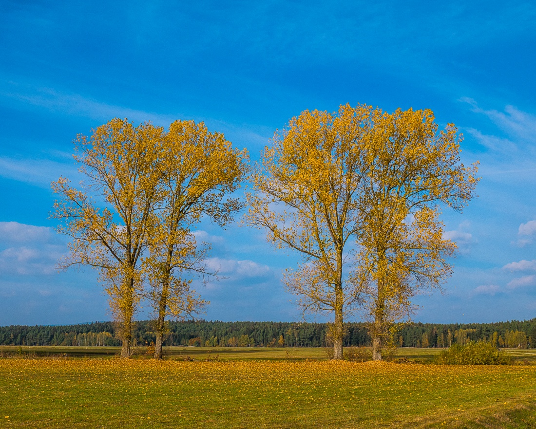 Foto: Martin Zehrer - Herbst in den Auen zwischen Guttenthau und Kemnath-Neustadt. 