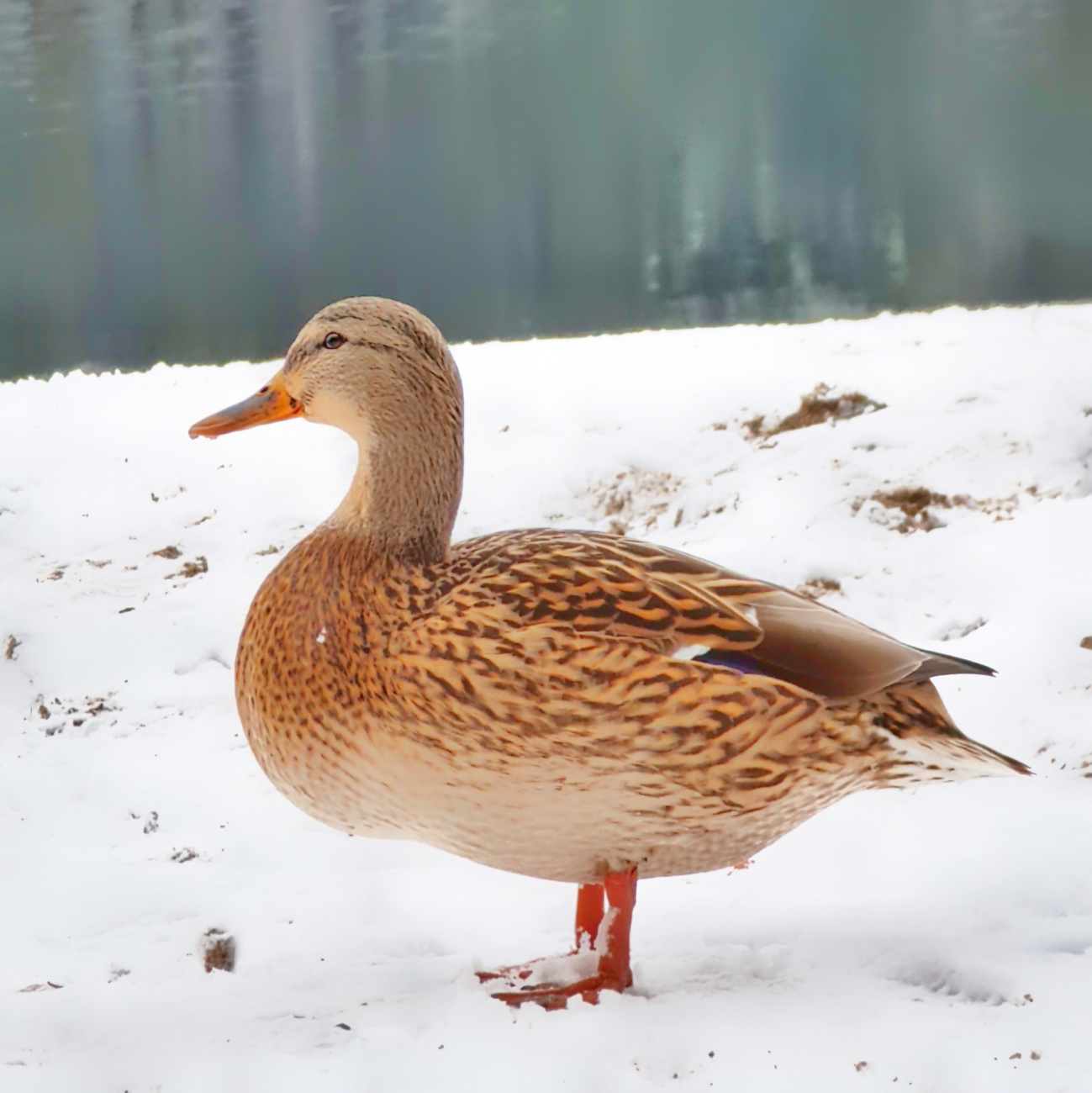 Foto: Jennifer Müller - Ente im Schnee... am Fichtelsee ;-) 