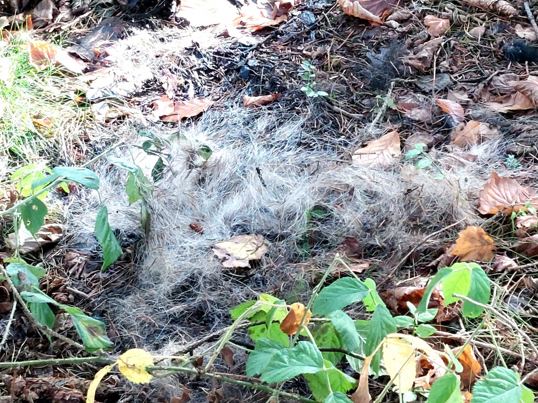 Foto: Martin Zehrer - In dem an der Wiese angrenzenden Wald befanden sich viele Fell-Spuren.<br />
Entweder blieben die Fell-Überbleibsel von einem Kampf liegen oder der Dachs wurde hier schon tot  