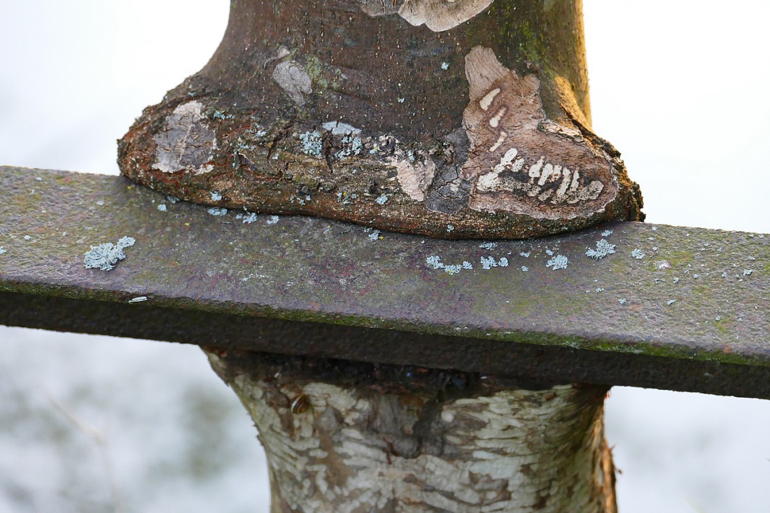 Foto: Martin Zehrer - Baum frisst Geländer ;-) An der Haidenaab bei Kastl bzw. Wolframshof findet sich dieses Kunstwerk 