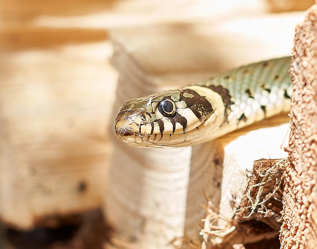 Foto: Martin Zehrer - Auge um Auge... Eine Ringelnatter streckt ihren Kopf aus einem Holzstoß, der in Kemnath aufgestapelt ist. <br />
Nach längerem Verharren, ergriff die Schlange die Initiative u 