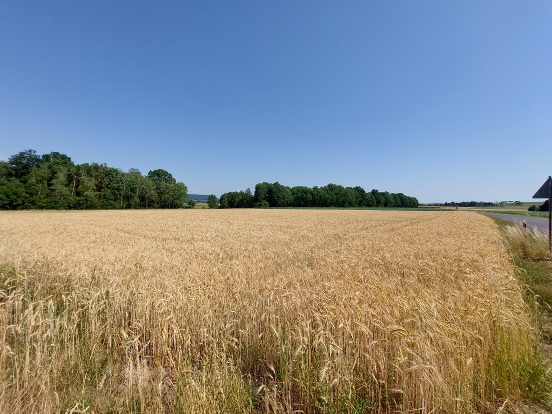 Foto: Martin Zehrer - Getreide Acker zwischrn Immenreuth und Berndorf am 27. Juli 2022 