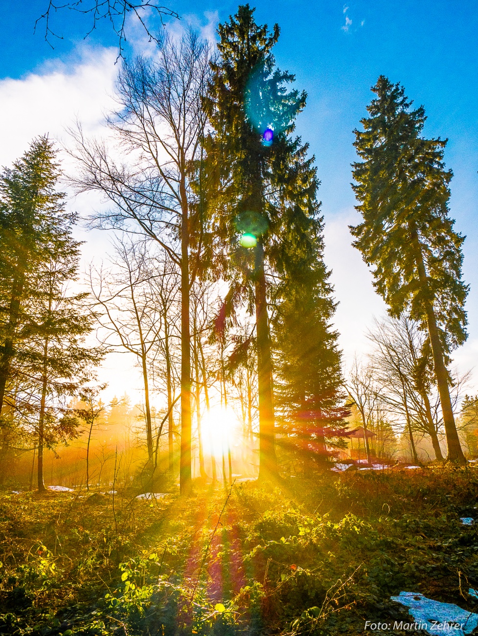 Foto: Martin Zehrer - Gerade noch schafft es die Sonne vor dem Untergang ein paar wärmende Strahlen über den Waldboden zu werfen... 