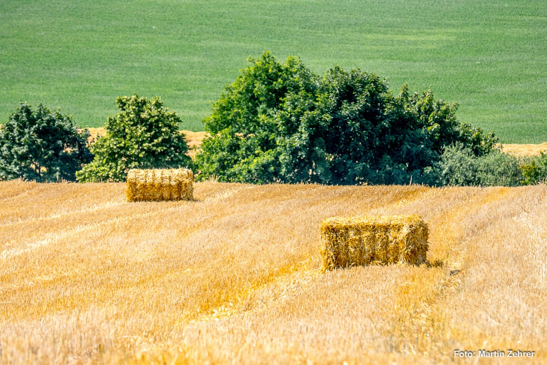 Foto: Martin Zehrer - Auch diese Strohbüschel müßen noch verladen und abtransportiert werden. Acker bei Kemnath, gegenüber vom Siemens 