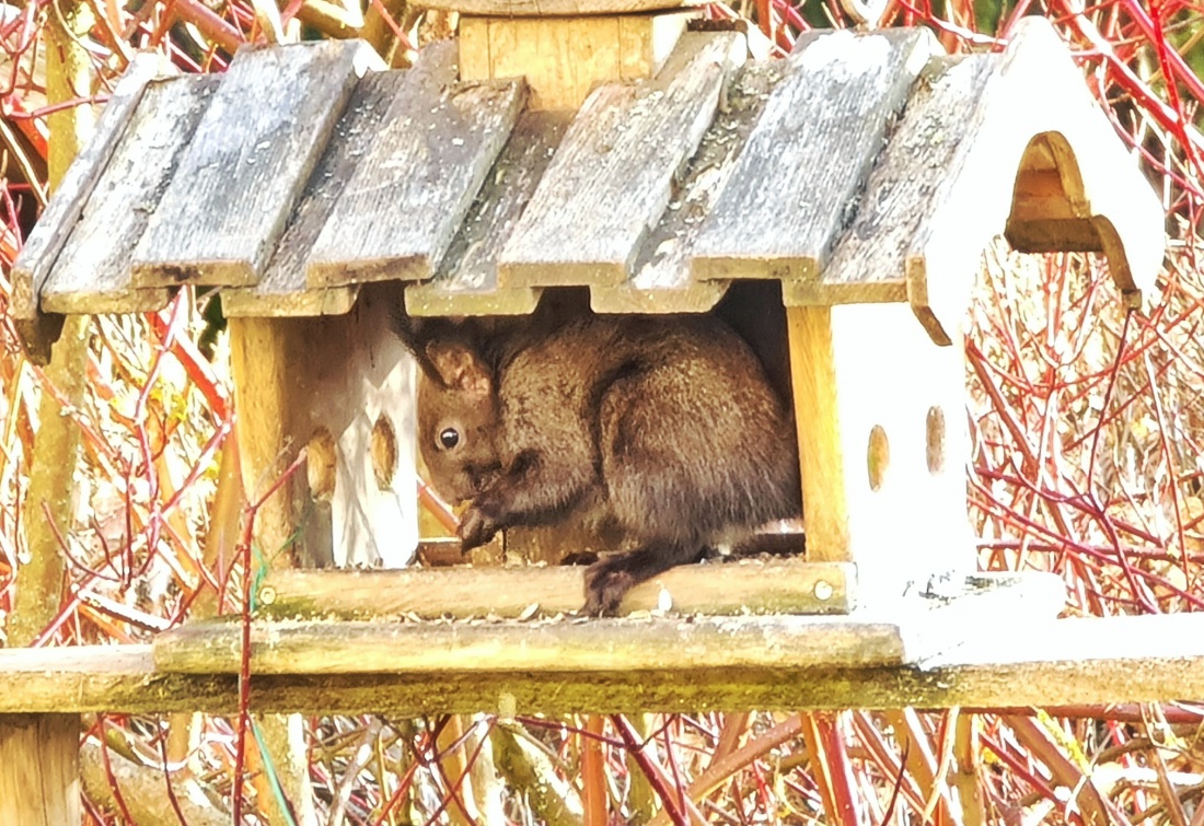 Foto: Jennifer Müller - Ungewöhnlicher Besuch im Vogelhaus... Ein Eichhörnchen bedient sich am Buffet :-) 