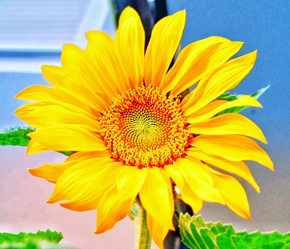 Den Sommer am Balkon... Eine herrlich leuchtende Sonnenblumen-Blüte... einfach wunderschön!