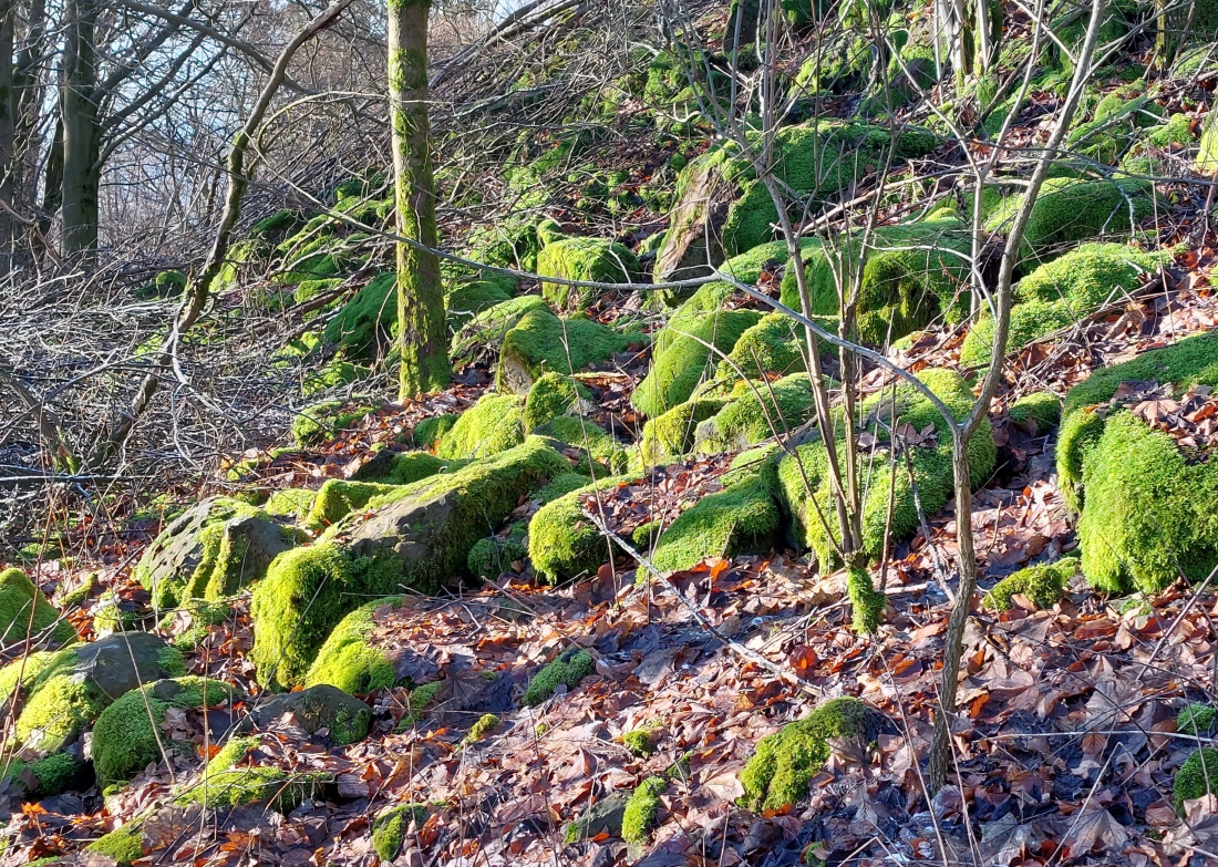 Foto: Martin Zehrer - Vermooste Felsen oben am Armesberg... 