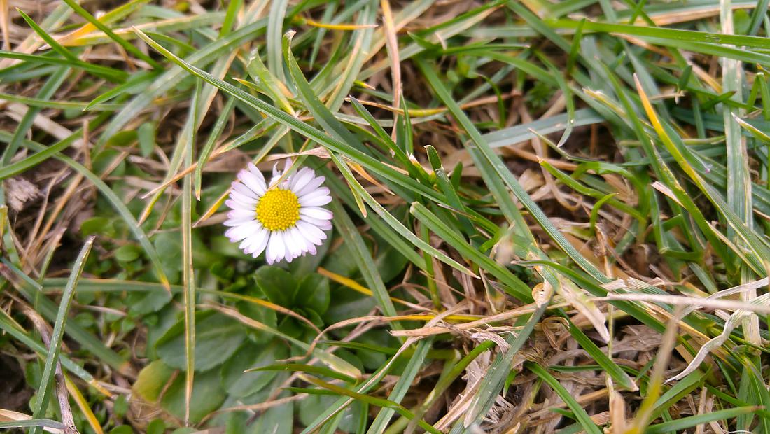 Foto: Martin Zehrer - 22. Februar 2020 in Godas - Gänseblümchen als Frühlingsbote?! 