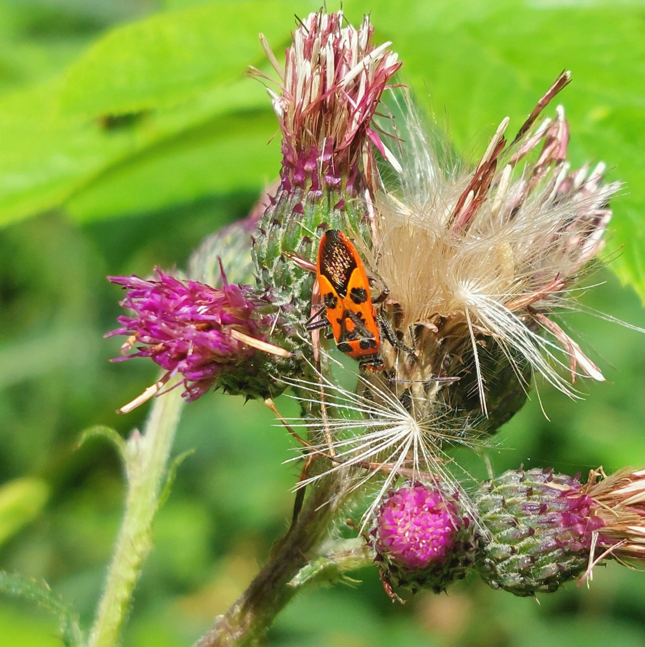 Foto: Martin Zehrer - Im Zissler-Wald zwischen Godas und Zwergau beim Beeren Sammeln gesehen... 