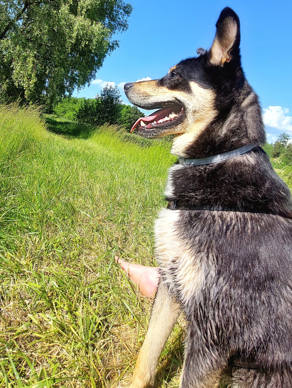 Foto: Martin Zehrer - --- VITO sucht sein Für-Immer-Zuhause! ---<br />
<br />
Rasse: Vermutlich Australian Kelpie<br />
Name: VITO<br />
Alter: Ca. 2-3 Jahre<br />
Fundort: Nähe der Sternwarte Tirschenreuth<br />
<br />
Magisch 