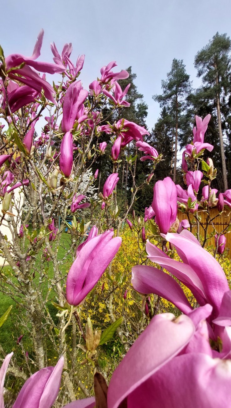 Foto: Martin Zehrer - Blüht wunderschön... eine Magnolie in Neusorg.  