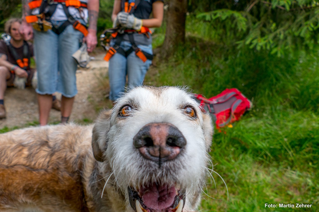 Foto: Martin Zehrer - Ach mit im Ziplinepark auf dem Ochsenkopf. Dieser fröhliche Hundi ließ sein Frauchen nicht aus den Augen... 