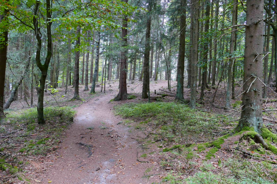 Foto: Martin Zehrer - Wandern im Steinwald<br />
<br />
Man kann zwischen wunderschönen Waldpfaden oder gut ausgenbauten Forstwegen zum Wandern auswählen. Die Beschilderung ist meistens Zielführend... 