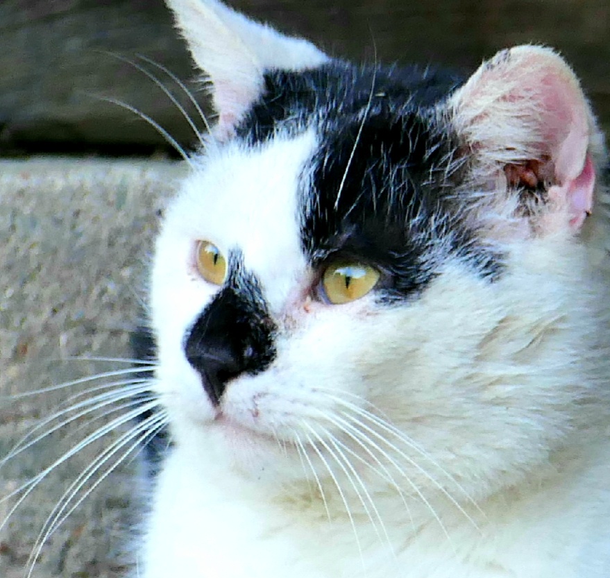 Foto: Martin Zehrer - Ein godaser Kater nach einem Kampf. Sieht relativ entspannt aus... 